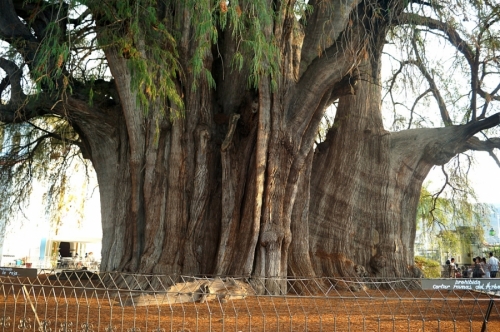 Огромное дерево Туле