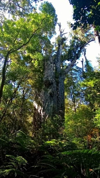 Дерево Father of the Forest (отец леса). Оно еще старше дерева Бог леса и растет от него относительно недалеко