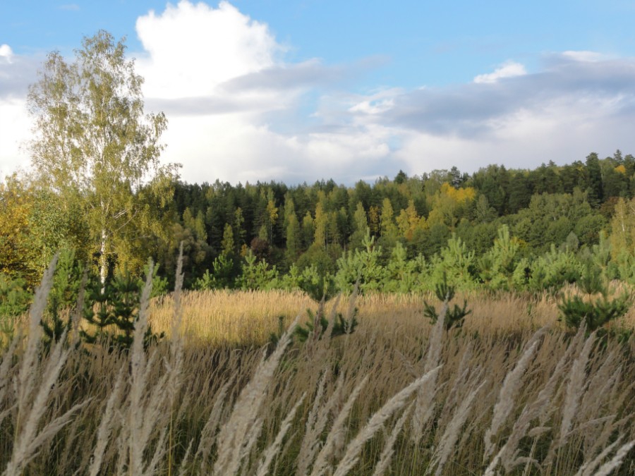 Пойма реки Сатис