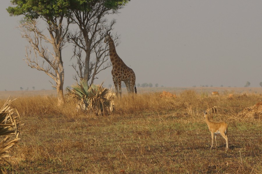   - (Murchison Falls National park) 