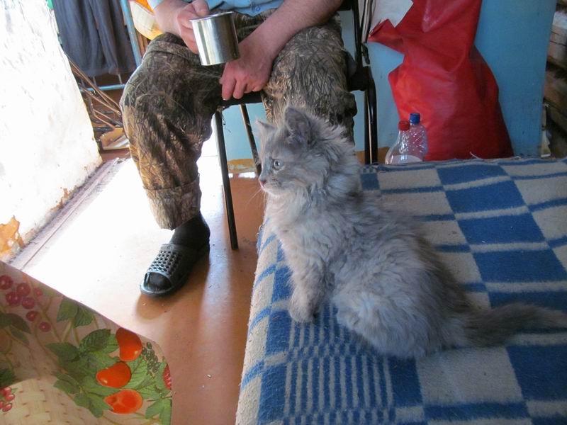 сторожевой кот