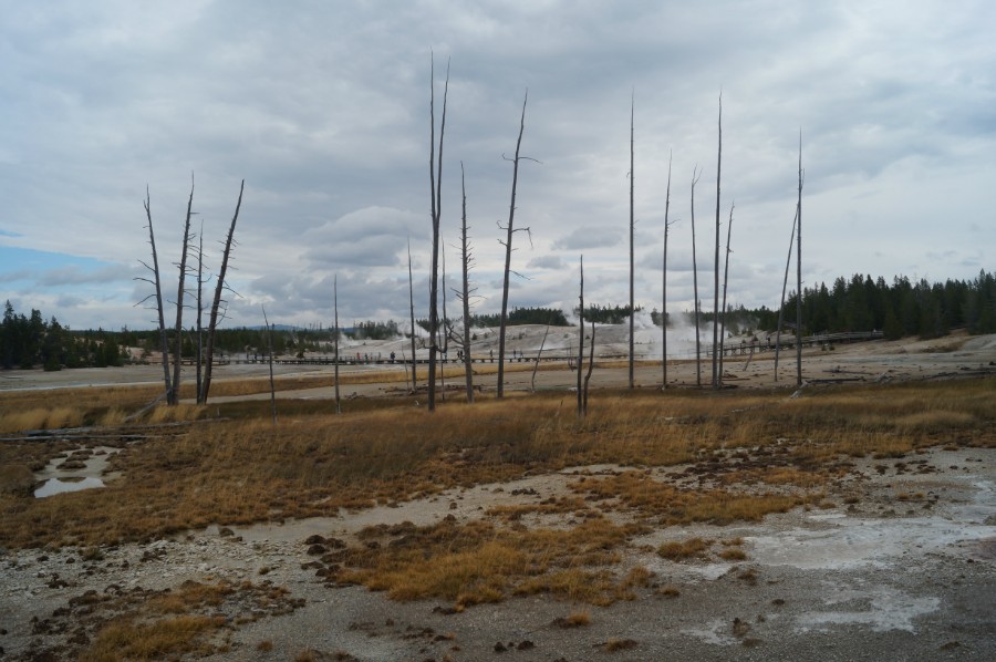    (Norris Geyser Basin),  3