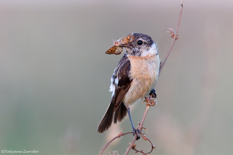    (Saxicola maurus)