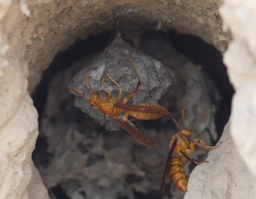 Polistes wattii