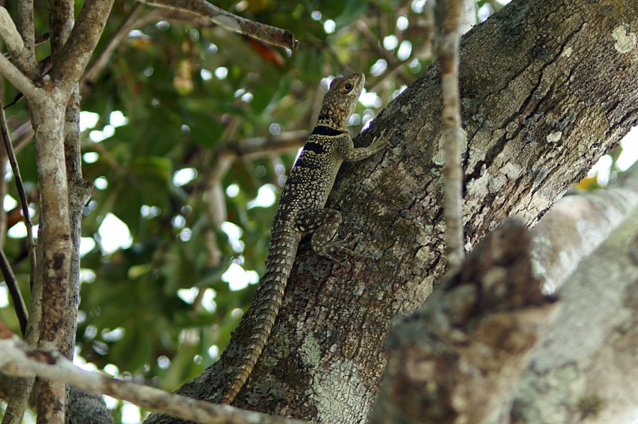Мадагаскарская игуана Chalarodon madagascariensis