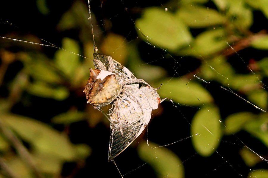 В парке Mahay Mitia Ala. Паук-краб (или Araneidae ?) поймал цикаду