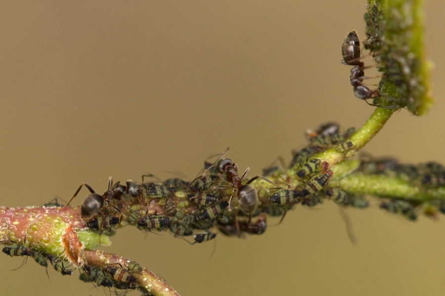 Callipterinella tuberculata