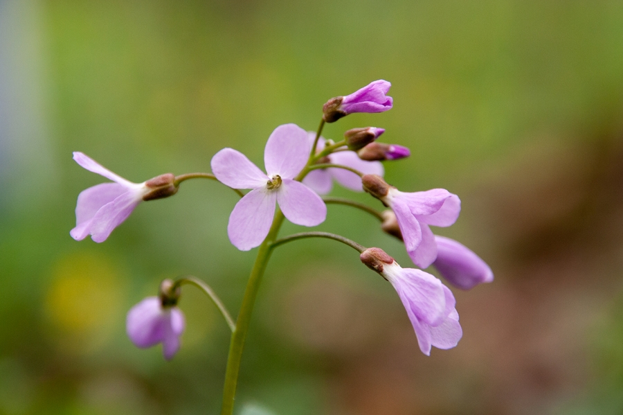   (Cardamine quinquefolia)