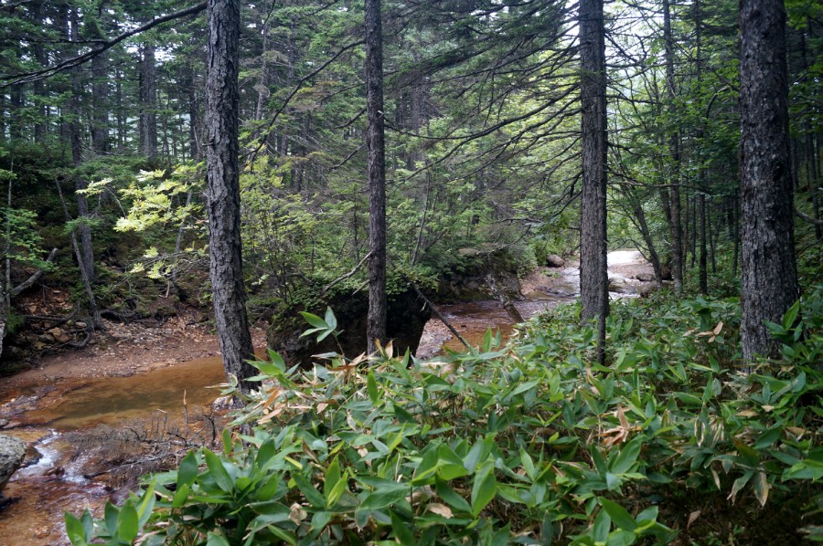 ����� ������ ���� �� ��������