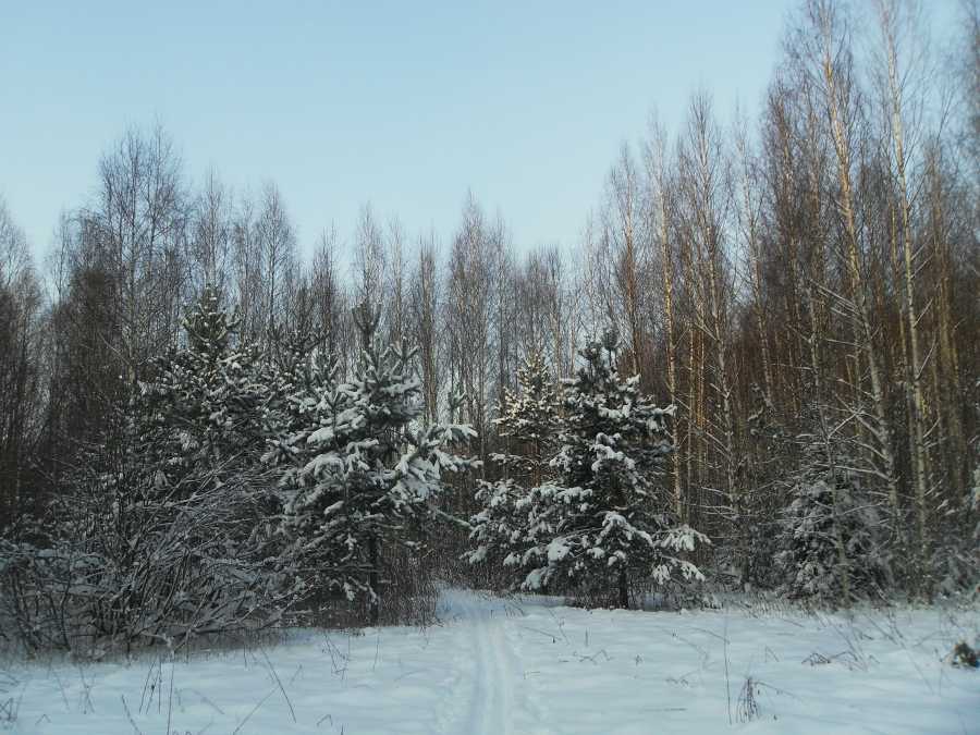 На краю поляны