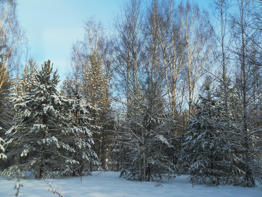 На берегах Новгородки 1 января. Фото 3