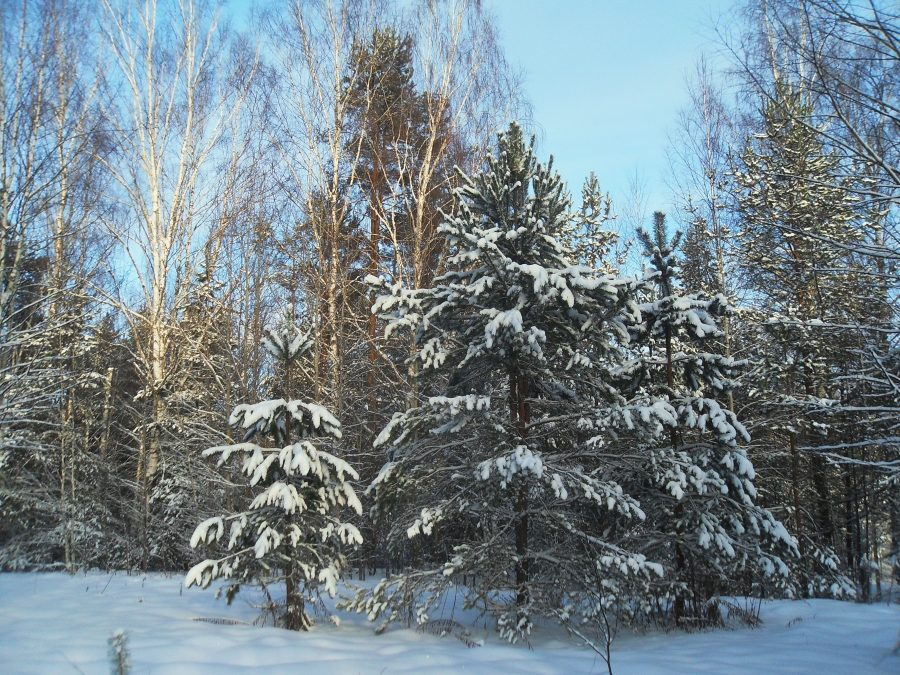 Зимний лес. На берегу Новгородки 1 января