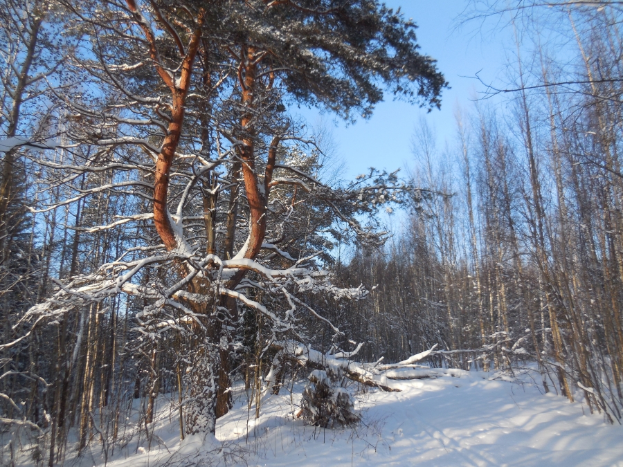 По январской лыжне