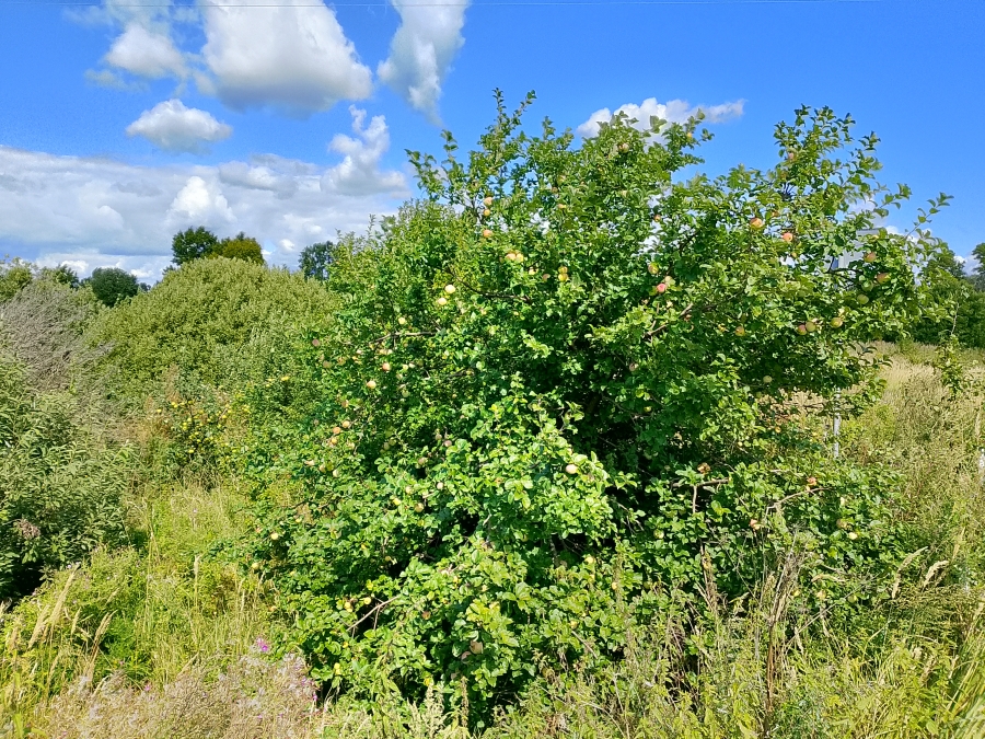 ������ � �����