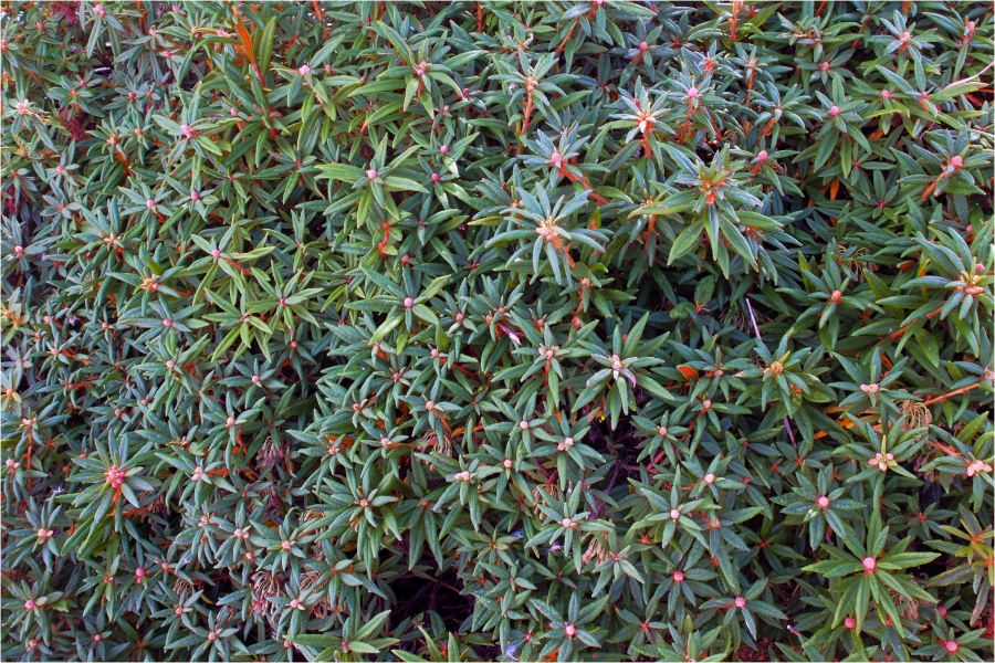 ����������� ������������