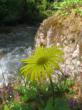   (. Inula helenium)