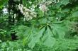    (Aesculus hippocastanum).  2