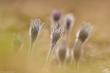   - (Pulsatilla patens)