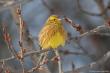   (Emberiza citrinella)