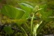    (Calla palustris)