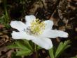  , Anemone nemorosa L.