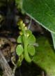  , Botrychium lunaria (L.) Sw. (Osmunda lunaria L.)