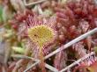  , Drosera rotundifolia L.,  3