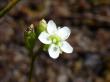  , Drosera rotundifolia L.,  6