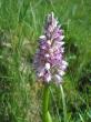  , Orchis militaris L.,  2