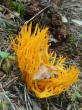  , Calocera viscosa (Pers.) Fr 