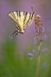  (Iphiclides podalirius)