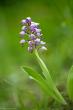   (Orchis militaris)