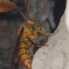 Polistes wattii