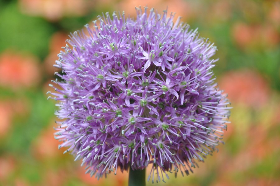   (Allium aflatunense)