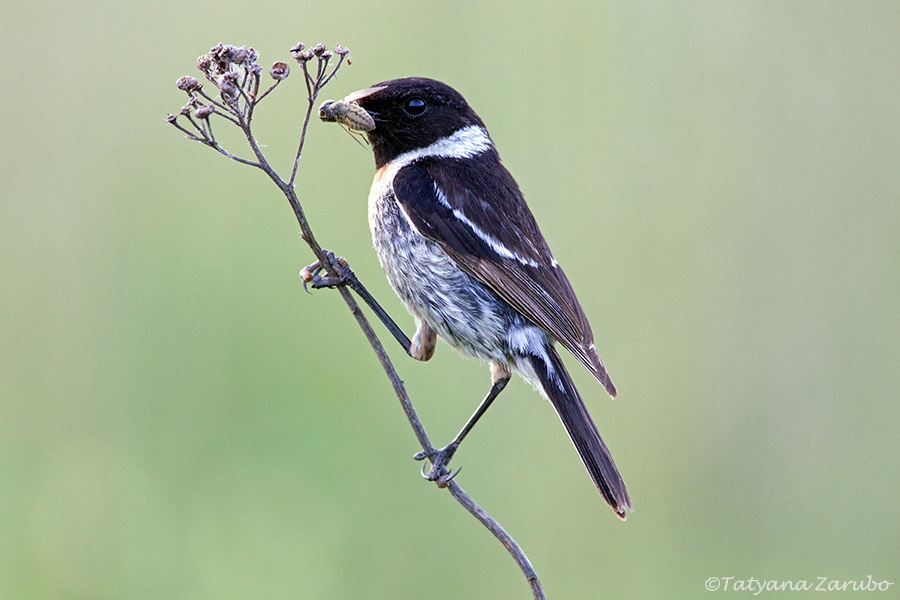    (Saxicola maurus)