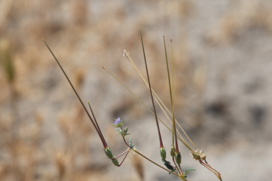 Erodium oxyrhynchum