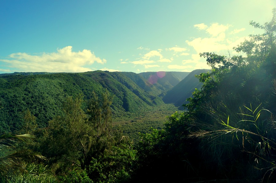    Pololu 