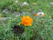  (Trollius asiaticus)