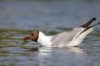   (Larus ridibundus)