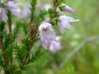  , Calluna vularis L.  2