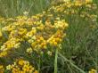  , Helichrysum arenarium (L.) Moench,  2