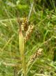  , Carex pallescens L.