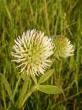  , Trifolium montanum L.