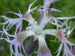  , Dianthus superbus L.