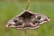   (Saturnia pavonia)